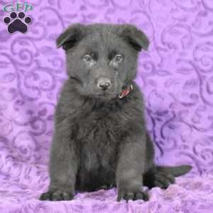 Quandace, German Shepherd Puppy
